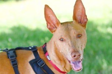 Trotz Krankheit: Tierheim-Hund Claus hofft auf sein großes Glück