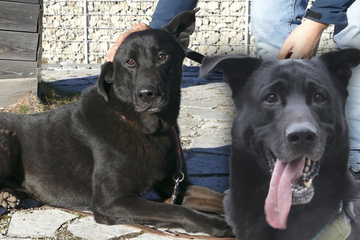 Aberglaube verhindert Happy End: Deshalb sitzt Schäferhund Lucky immer noch im Tierheim