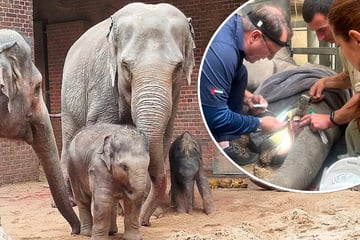 Sorge um Elefanten-Nachwuchs im Leipziger Zoo: Jungbulle muss operiert werden
