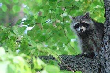 Leipzig: Fuchs, Marder und Co.: Welche Wildtiere tummeln sich eigentlich in Leipzig?