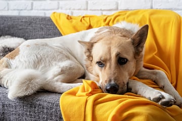 Giardien beim Hund: Ist Dein Hund von Parasiten befallen?