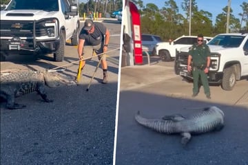 Wrestling vor Supermarkt: Shoppingtour von Alligator rabiat beendet
