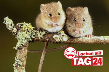 Witz des Tages vom 3.10.2024 - Täglich lachen mit TAG24