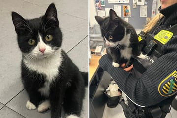 An Weihnachten plötzlich aufgetaucht: Schmusekatze feiert auf Polizeirevier