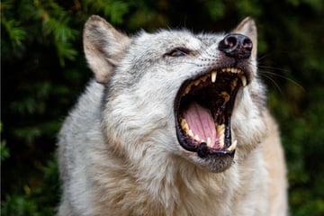 Wölfe: Schreckliche Szenen: Wolf beißt Kind und will es mitschleifen
