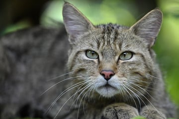 Europäische Wildkatze zurück in Sachsen