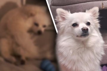 Kleine Spitz-Dame landet als Fundhund im Tierheim: Zara ist noch ziemlich jung