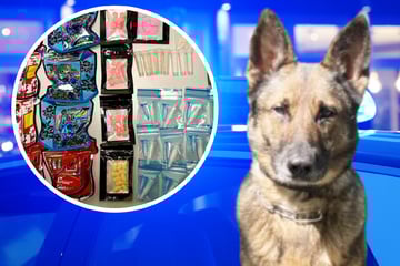 Berlin: Hündin Emi hat den richtigen Riecher: Drogendealer aufgespürt