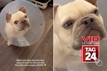 Viral Video of the Day for September 24, 2025: French bulldog's first sniff after surgery has TikTok crying!
