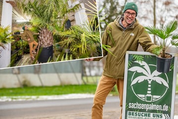 Winterharter Job: Gartenbauer lebt und arbeitet unter Palmen