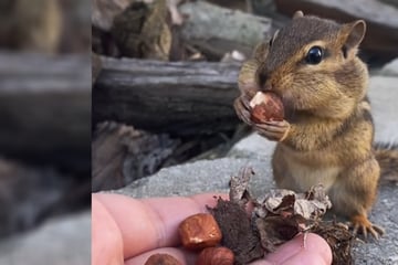 Chipmunks go nuts in viral TikTok friendship: "Makes me believe in magic"