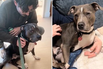 Passanten entdecken Pitbull ausgesetzt im Park: Findet Bishop wieder zurück zu seinem Besitzer?