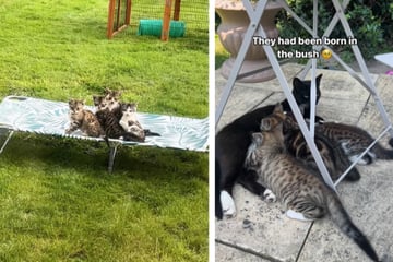 Litter of kittens steals couple's hearts after moving into their backyard!