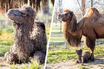 Nachwuchs-Glück in der Wilhelma: Kleines Trampeltier-Mädchen erobert die Anlage
