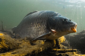 Steckerlfisch kann kommen: Karpfen laut Untersuchung in Bayern nicht mit Antibiotika belastet