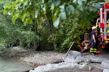 München: Hitze bedroht Fische: Feuerwehr rettet Karpfen in fast ausgetrocknetem Weiher