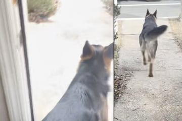 Hund rennt jeden Tag zur gleichen Zeit aus dem Haus: Der Grund lässt Herzen schmelzen