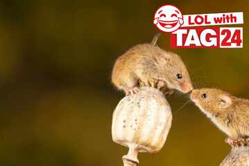 Joke of the Day for September 24, 2025: An animal funny to make you smile