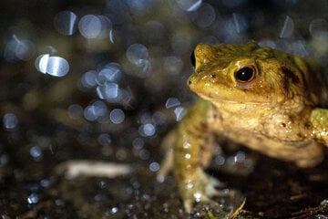 Bayerns Frösche und Kröten starten gefährliche Wanderungen