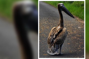 Junger Pelikan in Nordhessen gesichtet: Er braucht dringend Hilfe!