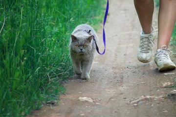 Cat walking: How to leash train and walk a cat