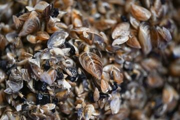 Muschel-Invasion im Bodensee: Wie kann das Problem gelöst werden?