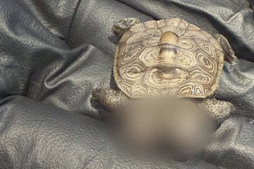 Extrem seltener Fund: Dieses Schildkröten-Baby ist etwas ganz Besonderes