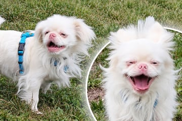 Besitzer kaufen Hund, ohne nachzudenken, doch Kuki lässt sich nicht die Laune verderben