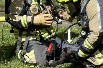 Feuerwehr holt Kätzchen aus Brandwohnung: Lösten Tiere das Feuer selbst aus?