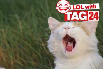 Joke of the Night for January 17, 2026: A kitty silly for Caturday