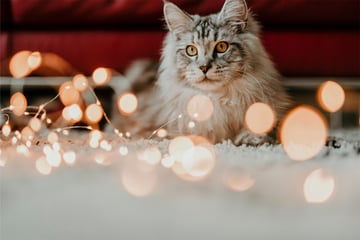 Maine coon cat in profile: Temperament, size, price, and more