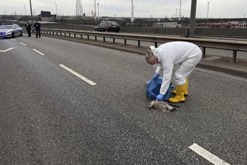 Hamburg: Tote Möwe sorgt für Einsatz von Polizei und Feuerwehr auf der Köhlbrandbrücke