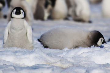Pinguin-Drama in der Antarktis: Tausende Küken verendet!