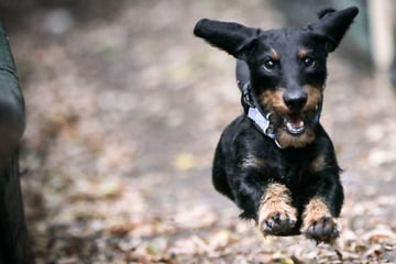 Drohnen und Hubschrauber! Dackel und sein Herrchen lösen Großeinsatz aus