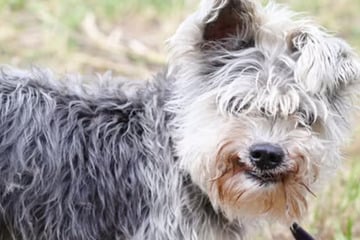 Hunde-Opi hat das frechste Grinsen im Tierheim: Bekommt Pete eine Chance?