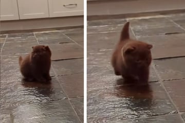 Kätzchen kommt mit seltenem Schwimmer-Syndrom zur Welt, doch dann begeistert es Tausende