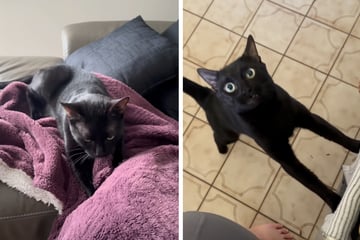 Frau holt sich Katze aus ganz bestimmtem Grund, dann begreift sie ihren Fehler