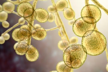 Resistent gegen Medikamente: Gefährlicher Pilz breitet sich auf der Welt aus