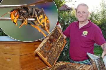 Auch Sachsen droht die Gefahr einer Invasion: Asiatische Hornisse macht Jagd auf unsere Bienen