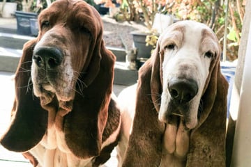 Schlechte Zähne, kranke Augen: Aber etwas ganz anderes bedroht das Hunde-Leben von Delilah und Frank