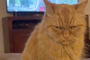 Cat gives owner epic death stare for this hysterical reason: "sincerely plotting your demise"