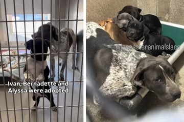 Hündin schützt ausgesetzte Welpen: Dann erfahren Tierretter die Wahrheit über sie