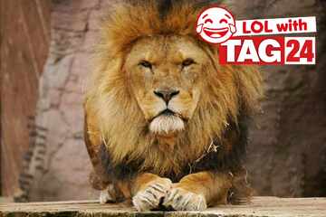 Joke of the Night for April 4, 2026: A Caturday night funny