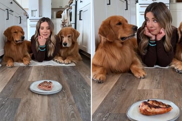 Frauchen treibt fieses Spiel mit ihren Golden Retrievern: Alle anderen haben was zu lachen