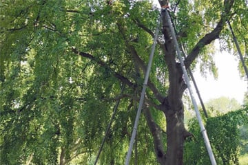 Leipzig: Sperrung nach einem Jahr aufgehoben: Stadt Leipzig rettet kranken Baum