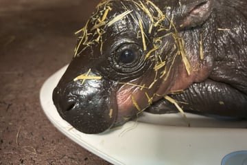 Berlin: Wieder Nachwuchs im Zoo Berlin: Debbie bringt süßes Zwergflusspferd zur Welt