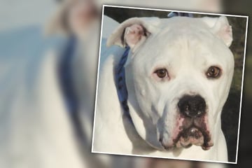 Tod des Besitzers setzt Bulldogge zu: Bill "leidet sehr im Tierheim"