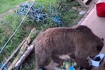 Jagd auf den Honigtopf: Bären-Duo flüchtet mit zielstrebiger Mission aus Wildtiergehege