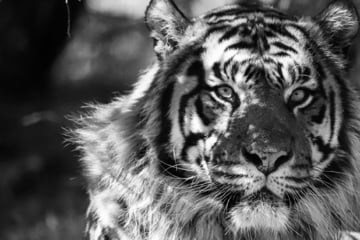 Tierpark Berlin in Trauer: Sumatra-Tiger Jae Jae gestorben