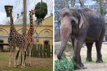 Nadeliges Vergnügen bei Zoobewohnern: Giraffen-Duo sieht sowas zum ersten Mal